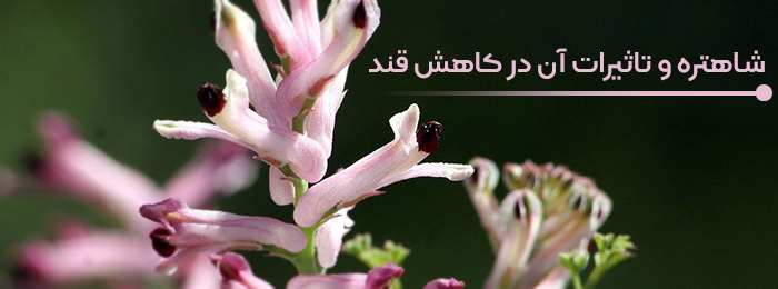 تاثیر شاهتره در کاهش قند خون