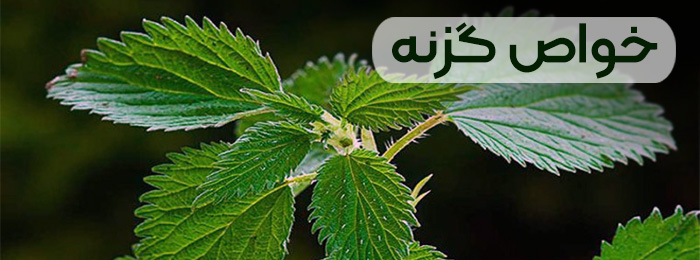 خواص گزنه