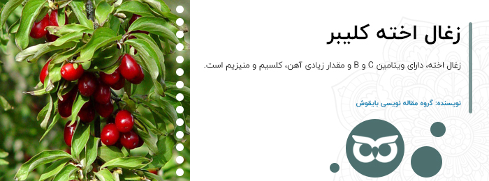 زغال اخته کلیبر